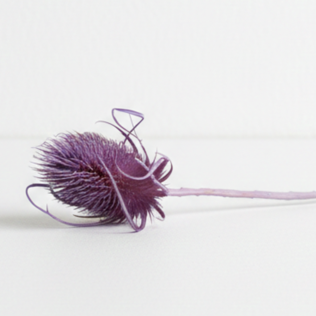 Sušený bodlák Lilla – dekorativní přírodní květina pro aranžmá